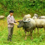 Anh Lý Lành Pá ở thôn Nà Phai, xã Nghiên Loan chăm sóc đàn trâu của gia đình
