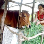 Gia đình bà Nguyễn Thị Ngoan vay vốn nuôi bò