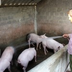 Anh Đào Hải Hưng chăm sóc đàn lợn của gia đình