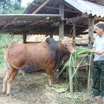Vốn vay ưu đãi giúp gia đình anh Hà Văn Quynh có điều kiện mở rộng chăn nuôi