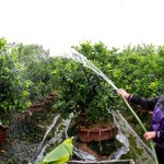 Nguồn nước phong phú còn tạo điều kiện cho bà con trồng cây ăn quả mang lại giá trị kinh tế khá cao