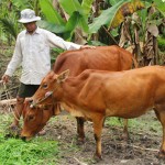 Từ vốn vay ưu đãi, đồng bào Khmer ở Cà Mau đã có điều kiện đàu tư mua trâu, bò về nuôi, ổn định kinh tế gia đình
