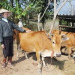 Người dân tỉnh Sơn La nuôi bò đạt hiệu quả kinh tế cao