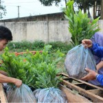 Đồng bào dân tộc xã Phú Đô (Thái Nguyên) được cấp cây giống trồng rừng