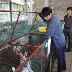 Mô hình nuôi thỏ Newzealand của đoàn viên Nguyễn Mạnh Thắng mang lại hiệu quả kinh tế cao
