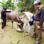 Chủ tịch Hội Nông dân xã Hòa Cuông Đỗ Viết Bảo đến thăm hội viên vay vốn đầu tư chăn nuôi