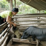 Bà con dân tộc Thái ở Phong Thổ vay vốn nuôi lợn mang lại giá trị kinh tế