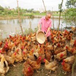 Được vốn ưu đãi, ông Phạm Văn Phiên ở thôn Tăng, xã Phú Châu, huyện Đông Hưng đã đầu tư phát triển nuôi gà với quy mô hàng nghìn con, đem lại thu nhập trung bình trên 100 triệu đồng/năm