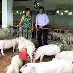 Hộ nghèo ở vùng biên Lộc Thùy sử dụng vốn vay ưu đãi đầu tư vào chăn nuôi