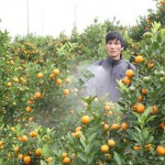 Nguồn vốn ưu đãi giúp nông dân các huyện ven đô Văn Giang, Văn Lâm của tỉnh Hưng Yên có những vườn cây cảnh mang lại thu nhập ổn định