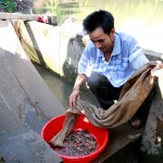 Gia đình anh Phan Văn Thắng ở thôn An Định, xã An Thanh dùng vốn vay ưu đãi để cải tạo lại ao đầm khai thác rươi