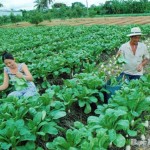 Nông dân nghèo ở các xã trong huyện Vĩnh Thạnh sử dụng đồng vốn ưu đãi vào trồng rau màu