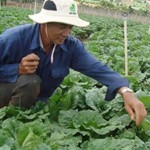 Nông dân nghèo tỉnh Thừa Thiên - Huế sử dụng vốn vay ưu đãi hiệu quả vào trồng rau màu