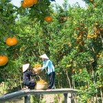 Cứ mỗi mùa xuân về, bà con nông dân nghèo khắp các vùng trong tỉnh Bến Tre lại mừng vui khi cam được mùa