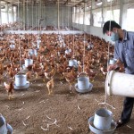 Mô hình chăn nuôi gà đẻ đem lại hiệu quả kinh tế cao từ nguồn vốn vay ưu đãi của hộ dân thị trấn Tam Sơn, huyện Sông Lô