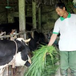 Nuôi bò sữa hướng phát triển kinh tế mới của nông dân Bồ Lý