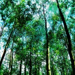 Đồng vốn tín dụng chính sách đã góp phần phủ xanh những cánh rừng bạch đằng ở huyện miền núi Vân Canh (Bình Định)