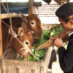 Vốn vay ưu đãi được đồng bào DTTS tỉnh Hà Giang đầu tư vào nuôi bò
