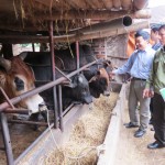 CCB Phan Quang Hồng vay vốn ưu đãi nuôi bò