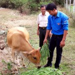 Anh Lý Thăng ở phường 10, TP Sóc Trăng được vay 50 triệu đồng từ chương trình cho vay hộ mới thoát nghèo đã mua bò về chăn nuôi