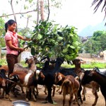 Được vay vốn từ 9 con dê nuôi ban đầu, hiện đàn dê của gia đình chị Nguyễn Thị Hường ở xóm Làng Lớn, xã Yên Lạc đã tăng lên gần 30 con