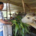 Đàn bò của gia đình anh Lê Thanh Song có giá trên 50 triệu đồng chuẩn bị xuất chuồng