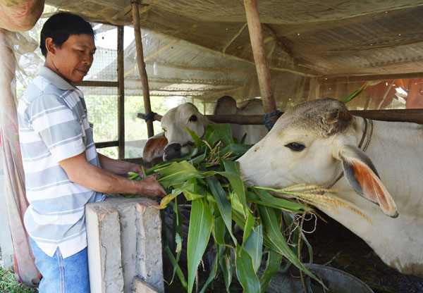 Đàn bò của gia đình anh Lê Thanh Song có giá trên 50 triệu đồng chuẩn bị xuất chuồng