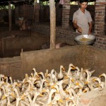 Người nghèo ở xã Quân Bình vay tiền về chăn nuôi Ảnh: Quốc Việt
