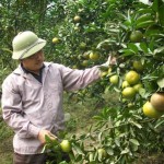 Nông dân nghèo xã Bắc Phong trồng cam từ nguồn vốn vay ưu đãi