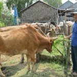 Đồng bào Khmer ở Tịnh Biên vay vốn ưu đãi nuôi bò thịt Ảnh: Tư liệu