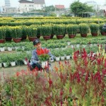 Có vốn vay ưu đãi, hộ nghèo ở Đà Nẵng đã đầu tư vào phát triển nghề trồng hoa