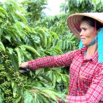 Chị Mai Thị Hường vay 30 triệu đồng để cải tạo, thâm canh cà phê giống mới catimor