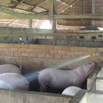 Vay được tiền, hộ mới thoát nghèo Ngô Thị Mai ở ấp Mới, xã Vĩnh Phú, huyện Giang Thành mua lợn về nuôi