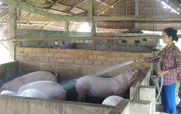 Vay được tiền, hộ mới thoát nghèo Ngô Thị Mai ở ấp Mới, xã Vĩnh Phú, huyện Giang Thành mua lợn về nuôi