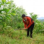 Chị Nguyễn Thị Kim, dân tộc Ca Dong ở xã Trà Giang, huyện Bắc Trà My vay vốn chính sách về trồng keo