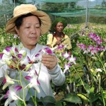 Nguồn vốn chính sách đã giúp hộ nghèo Thái Thị Thức ở xã Quy Đức, huyện Bình Chánh có điều kiện mở rộng diện tích trồng hoa phong lan, nay cuộc sống khấm khá hẳn lên