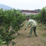 Từ vốn vay ưu đãi, nhiều hộ dân trên địa bàn xã Bắc Phong, huyện Cao Phong có điều kiện đầu tư vào cây ăn quả mang lại giá trị kinh tế cao