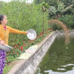 Gia đình bà Tuyền sử dụng vốn vay vào nuôi cá