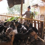 Hộ nghèo ở xã Thanh Minh sử dụng vốn vay ưu đãi vào nuôi dê sinh sản