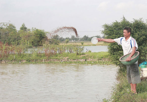 Hộ mới thoát nghèo ở các xã trên địa bàn tỉnh Bắc Ninh sử dụng vốn vay vào đào ao, thả cá
