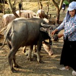 Người nghèo ở xã Thanh Minh gây dựng được đàn trâu từ vốn vay ưu đãi