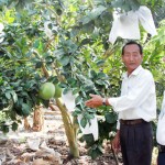 Vườn cây ăn trái của gia đình bà Hứa Thị Minh đơm hoa kết trái nhờ sử dụng vốn vay ưu đãi đúng mục đích