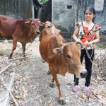 Người nghèo ở các xã thuộc huyện Nam Đàn sử dụng nguồn vốn ưu đãi hiệu quả