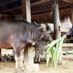 Vốn vay ưu đãi giúp người nghèo ở vùng quê cách mạnh Tuyên Quang có điều kiện phát triển chăn nuôi gia súc