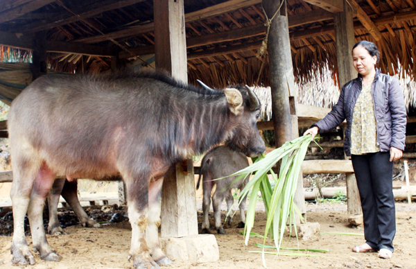Vốn vay ưu đãi giúp người nghèo ở vùng quê cách mạnh Tuyên Quang có điều kiện phát triển chăn nuôi gia súc