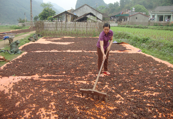 Từ nguồn vốn vay ưu đãi, hộ gia đình anh Mạc Văn Thăng có điều kiện phát triển cơ sở sấy hoa hồi