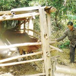 Anh Hà Văn Đạt ở xóm Phổn, xã Tân Pheo, huyện Đà Bắc chăm sóc đàn trâu được đầu tư từ nguồn vốn NHCSXH