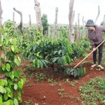 Gia đình chị Siêu Mi sử dụng vốn vay ưu đãi trồng cà phê và hồ tiêu