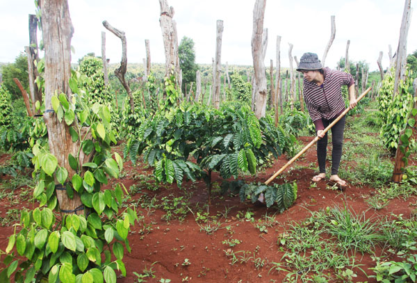Gia đình chị Siêu Mi sử dụng vốn vay ưu đãi trồng cà phê và hồ tiêu