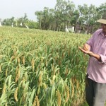 Từ nguồn vốn vay ưu đãi, hộ cận nghèo ở Tiền Giang có điều kiện phát triển trồng lúa mì